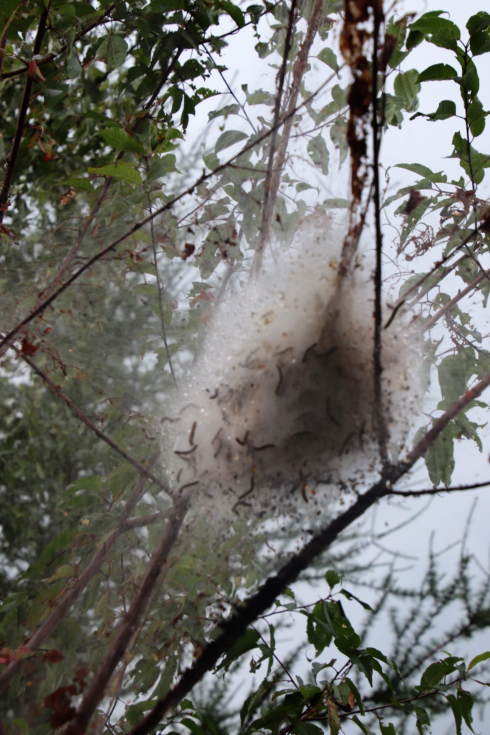 Dodging Raindrops – Adirondacks – The Traveling Pancy